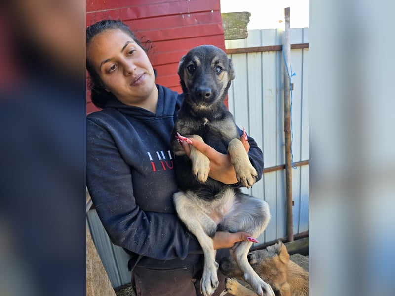 Luna  - im Wald ausgesetzt