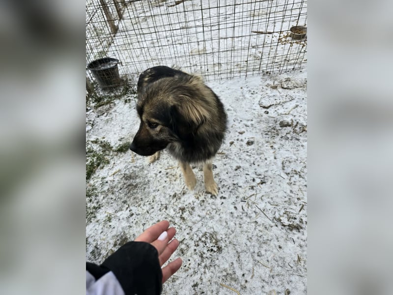 Sweety -  für erfahrene Hundeliebhaber