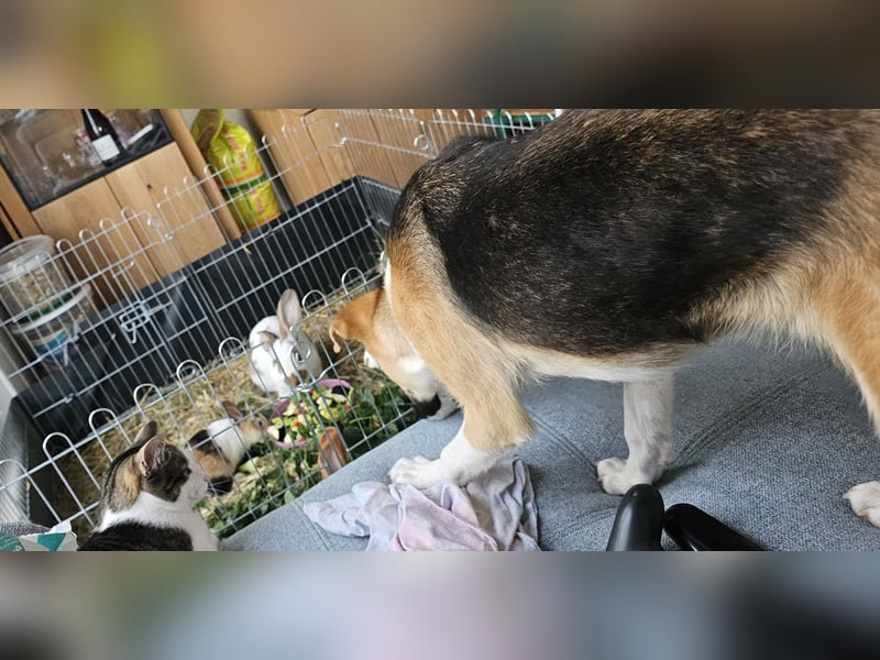 Bonnie - kinderlieber Familienhund