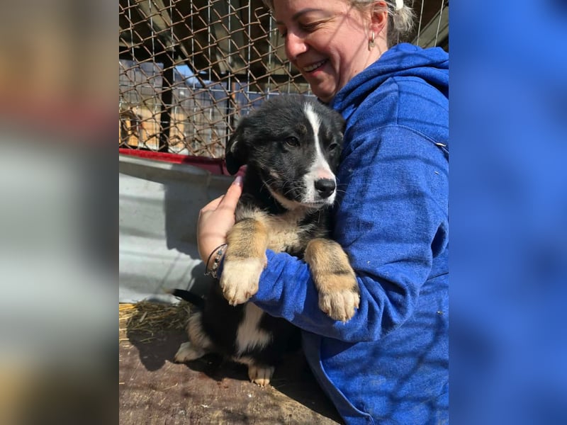 Frenchie - wäre fast erfroren