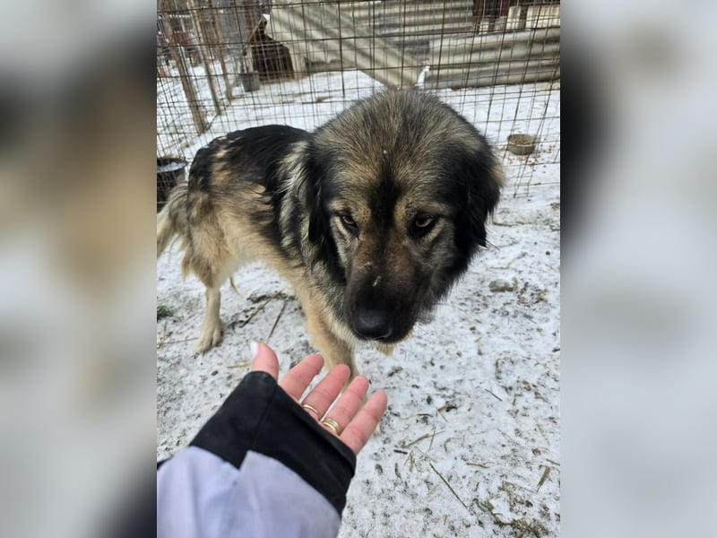 Sweety -  für erfahrene Hundeliebhaber