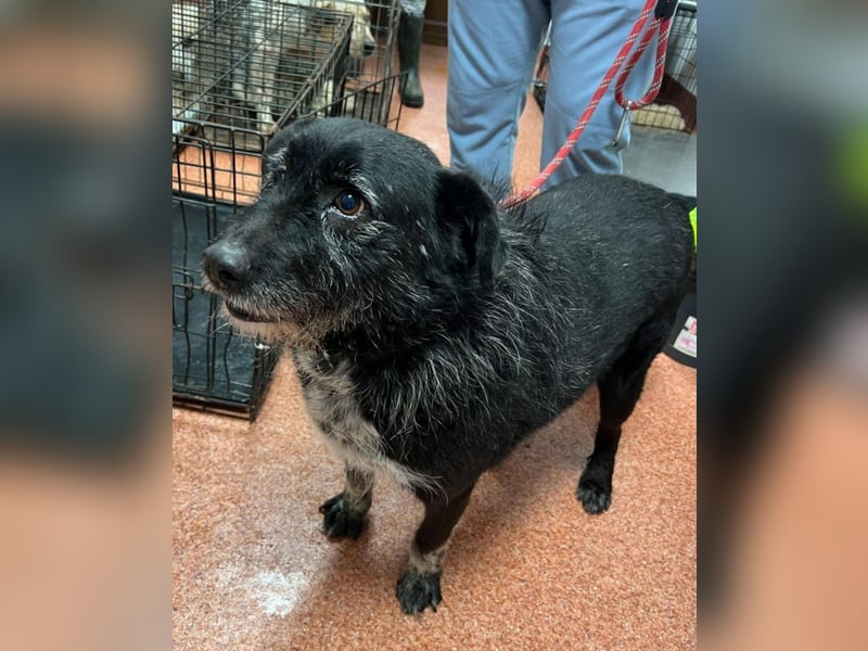 Drako - er hatte einen Schutzengel