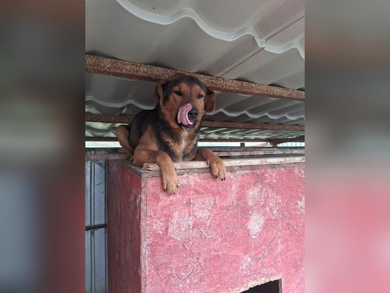 Rudi - war auf der Tötungsliste