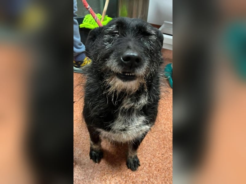 Drako - er hatte einen Schutzengel