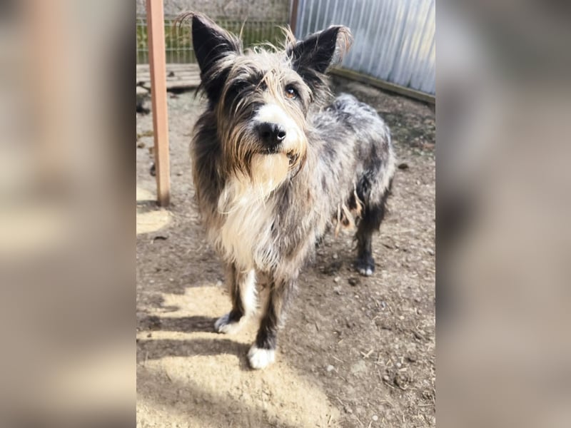 Fluffy gibt sich auf