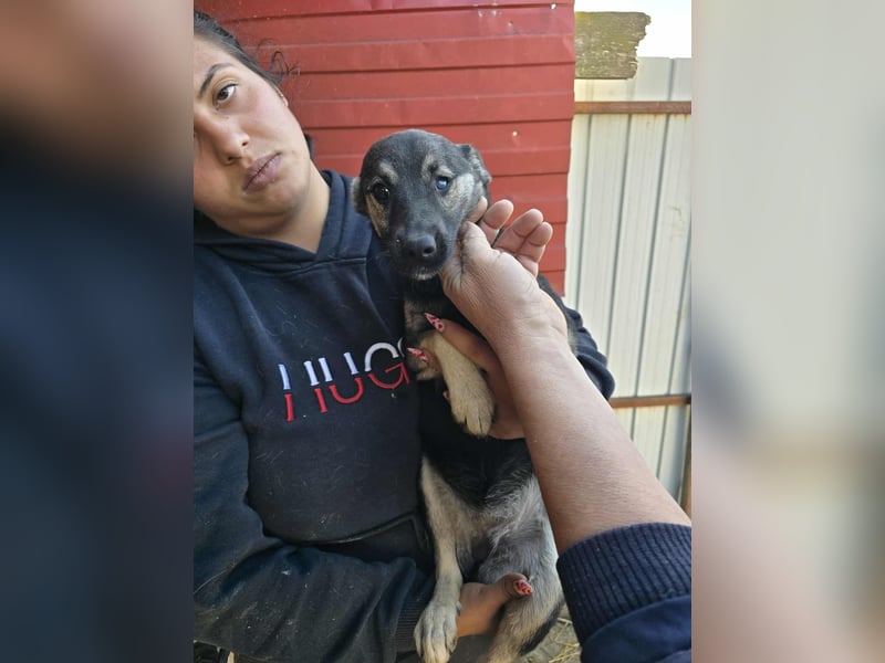 Luna  - im Wald ausgesetzt