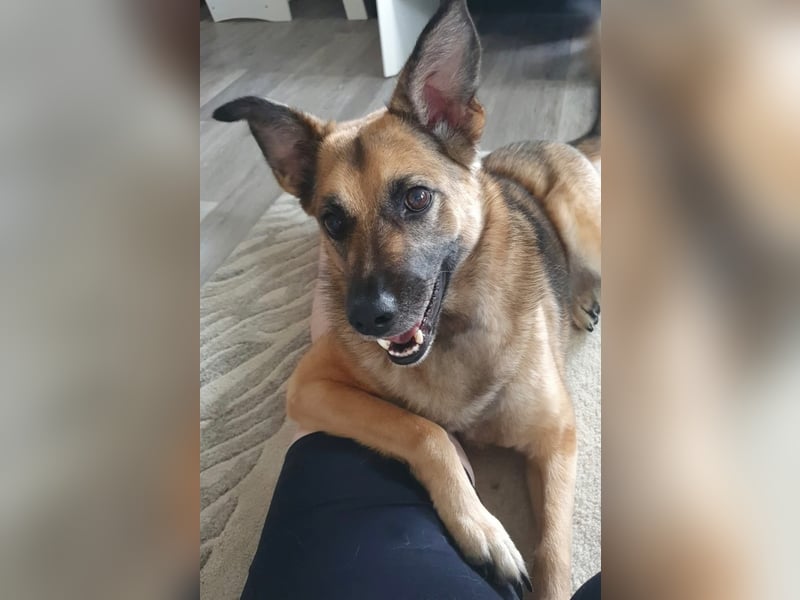 IVY katzenverträglich PLZ 27624