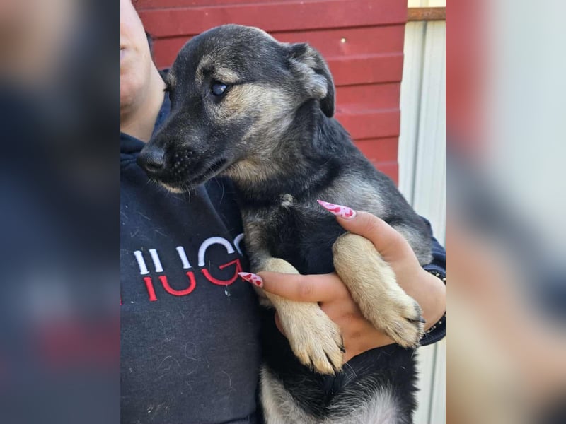 Luna  - im Wald ausgesetzt