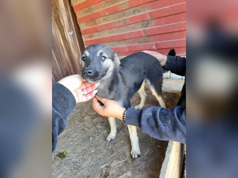 Luna  - im Wald ausgesetzt