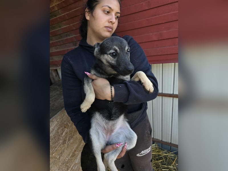 Luna  - im Wald ausgesetzt