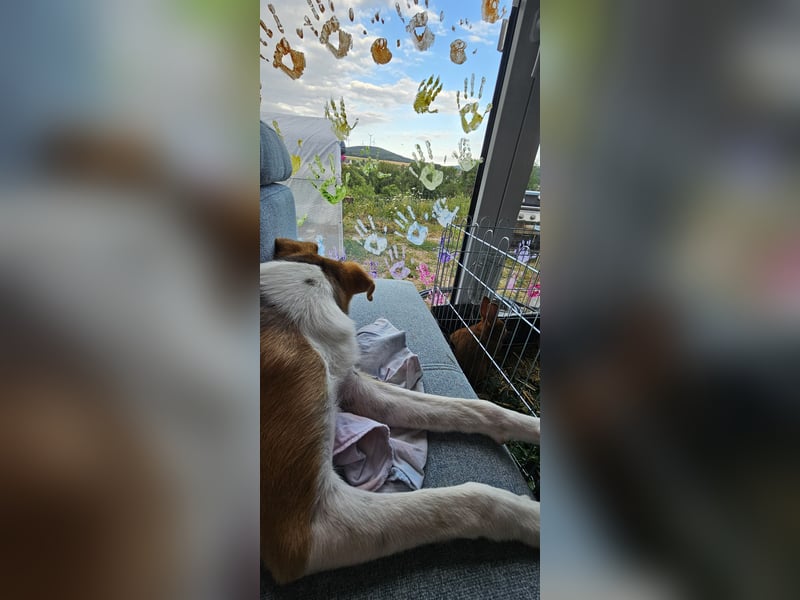 Bonnie - kinderlieber Familienhund