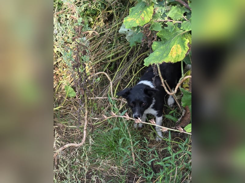 Lola - unternehmungslustig