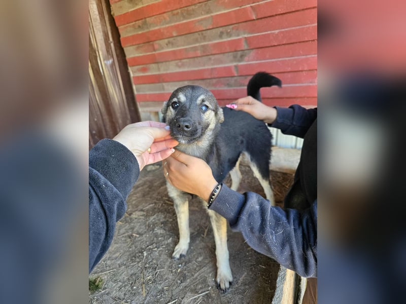 Luna  - im Wald ausgesetzt