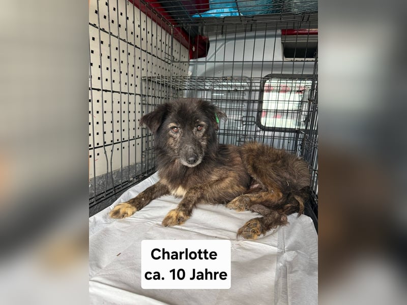 Charlotte - reizende Hundeomi