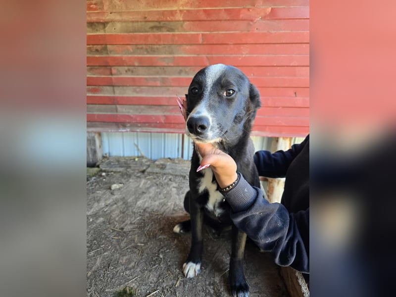 Maylo - wurde ausgesetzt