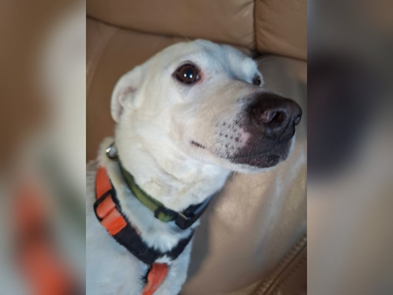 Frieda - fröhlich und unkompliziert