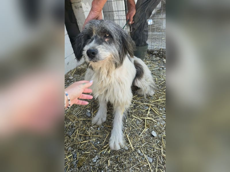 Sina hat so viel Leid ertragen