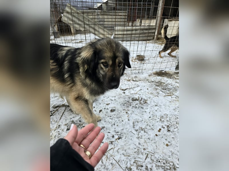 Sweety -  für erfahrene Hundeliebhaber