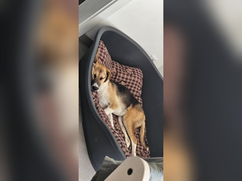 Bonnie - kinderlieber Familienhund