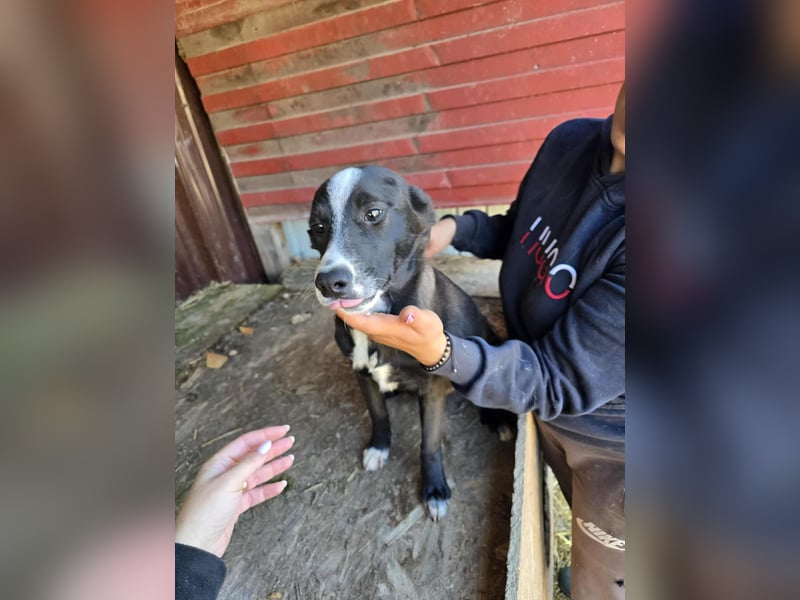 Maylo - wurde ausgesetzt