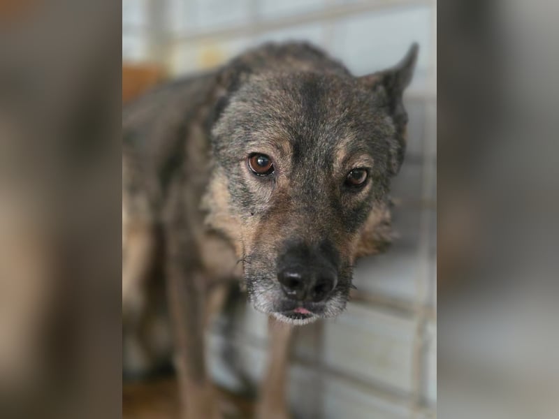 Emilio - Überlebender aus Cornetu