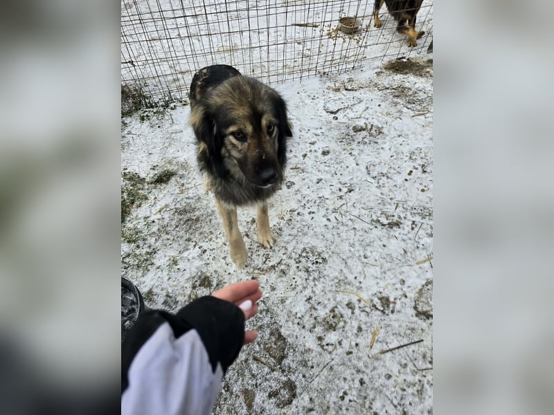 Sweety -  für erfahrene Hundeliebhaber