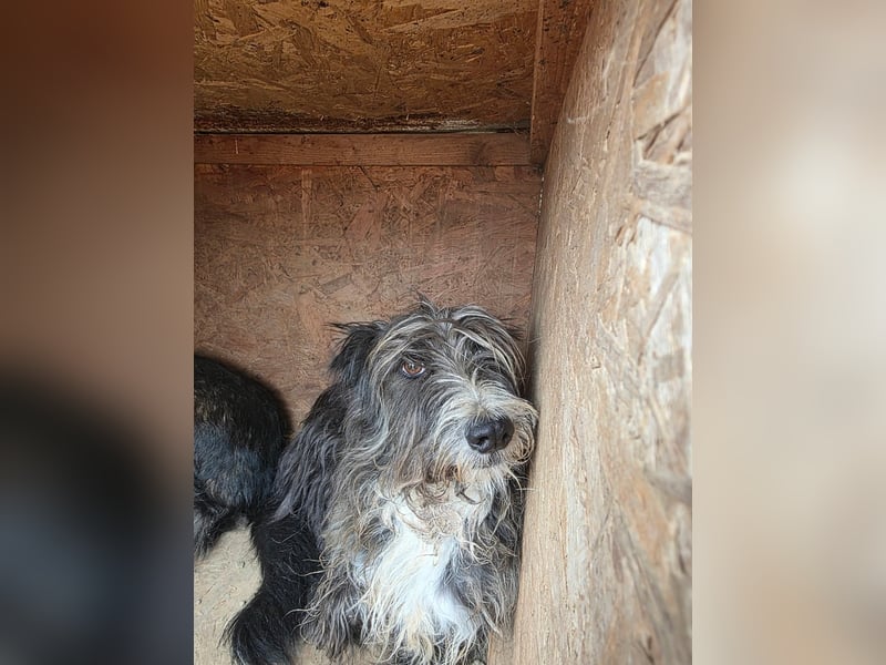 Fluffy gibt sich auf