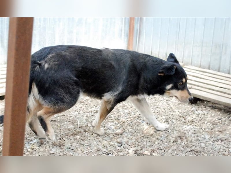 Benni - sensibler Hundejunge sucht ein Körbchen