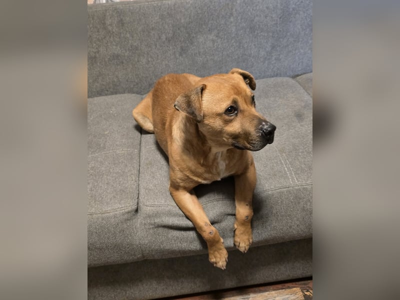 Thor - vom Kinderspielzeug zum Kettenhund