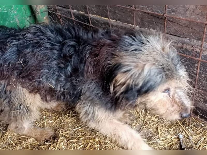 Jasper - lässt sich nicht anfassen