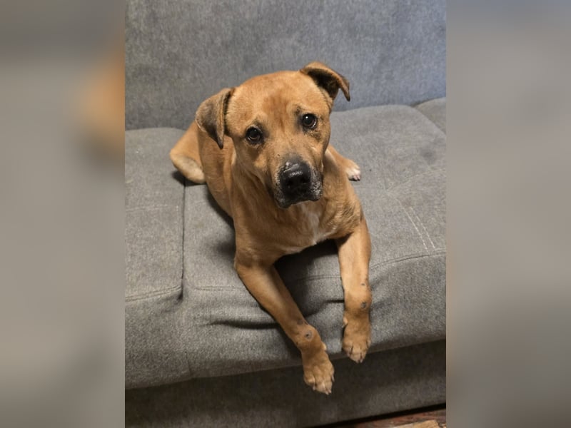 Thor - vom Kinderspielzeug zum Kettenhund