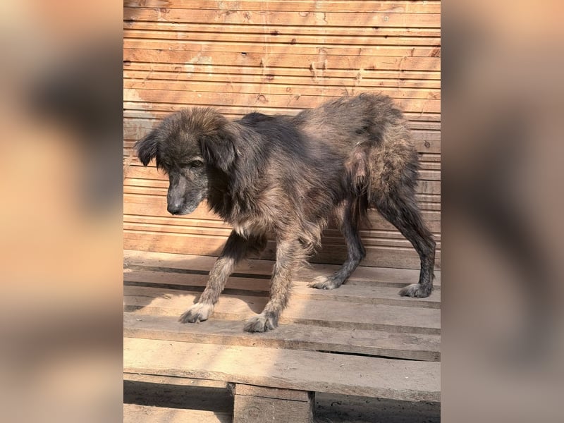 Charlotte - reizende Hundeomi