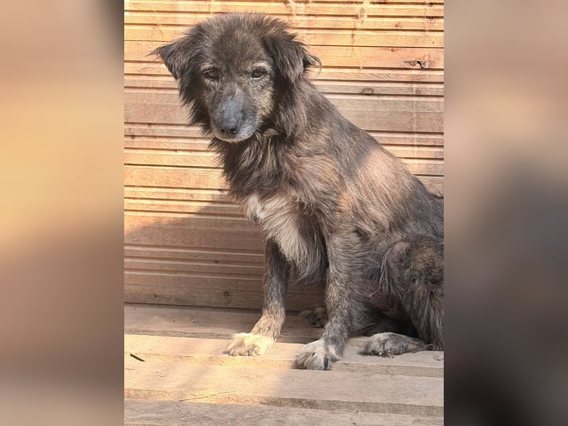 Charlotte - reizende Hundeomi