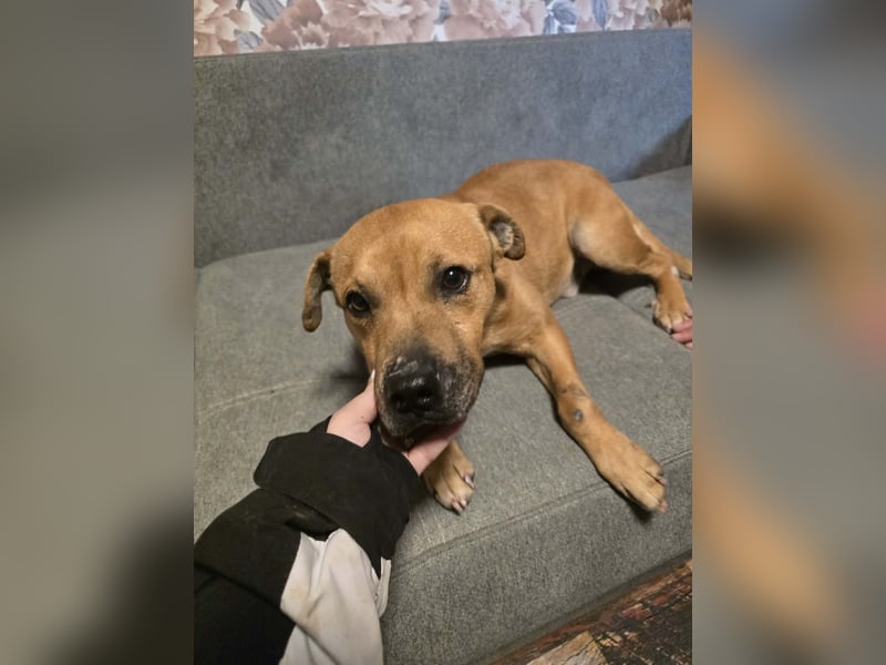 Thor - vom Kinderspielzeug zum Kettenhund