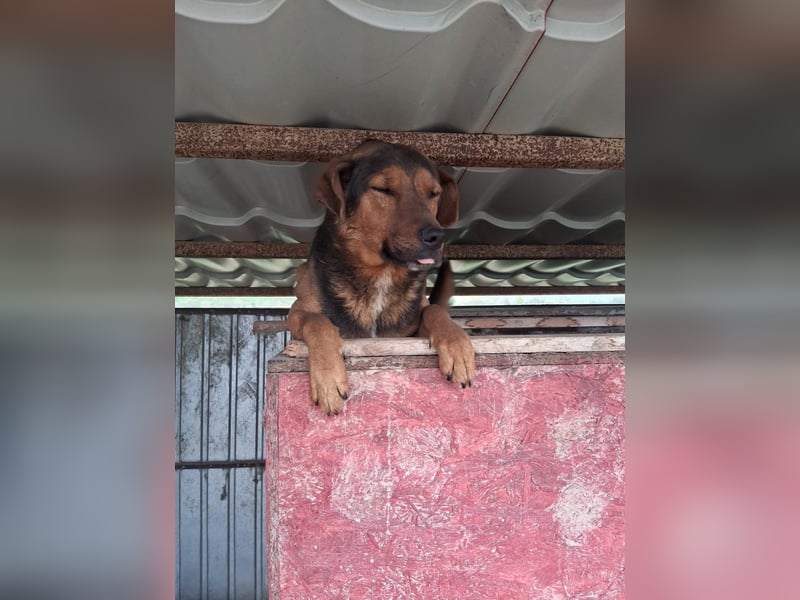 Rudi - war auf der Tötungsliste