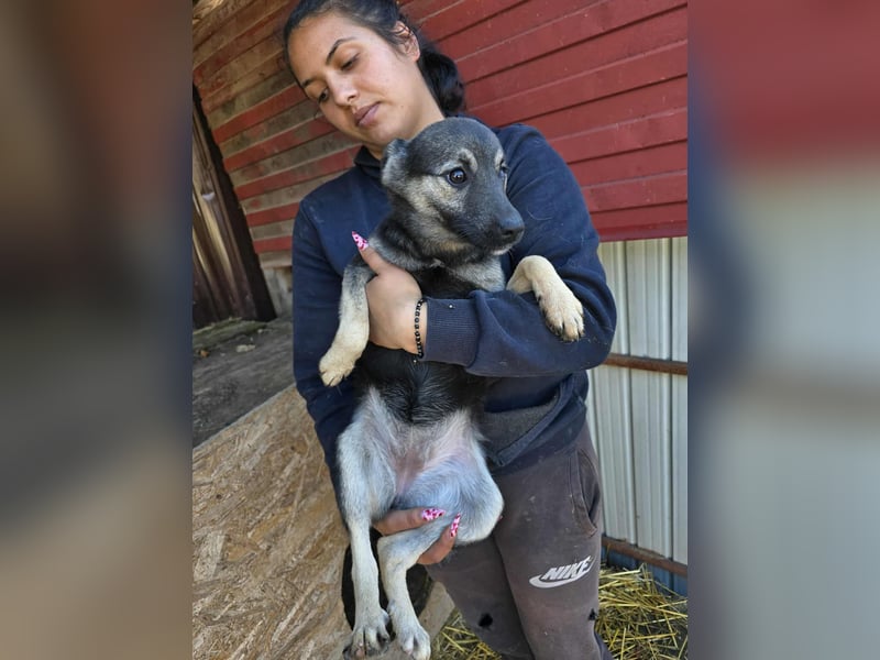 Luna  - im Wald ausgesetzt