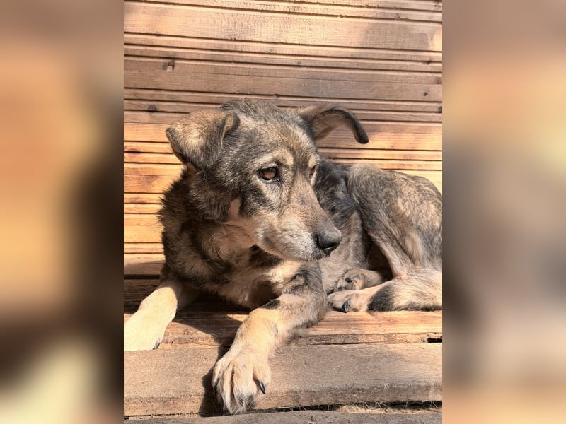 Vanessa - sucht Hundeflüsterer