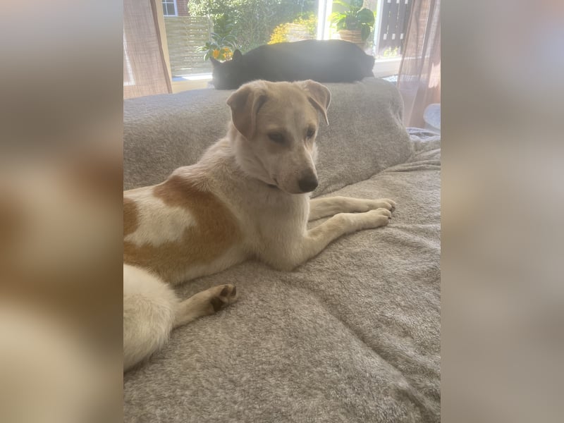 Luna - in Deutschland