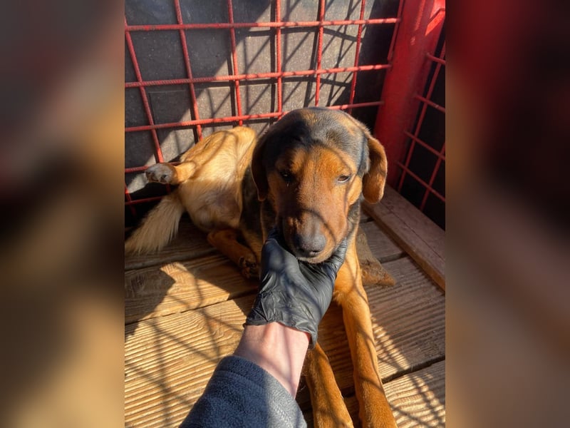 Rudi - war auf der Tötungsliste