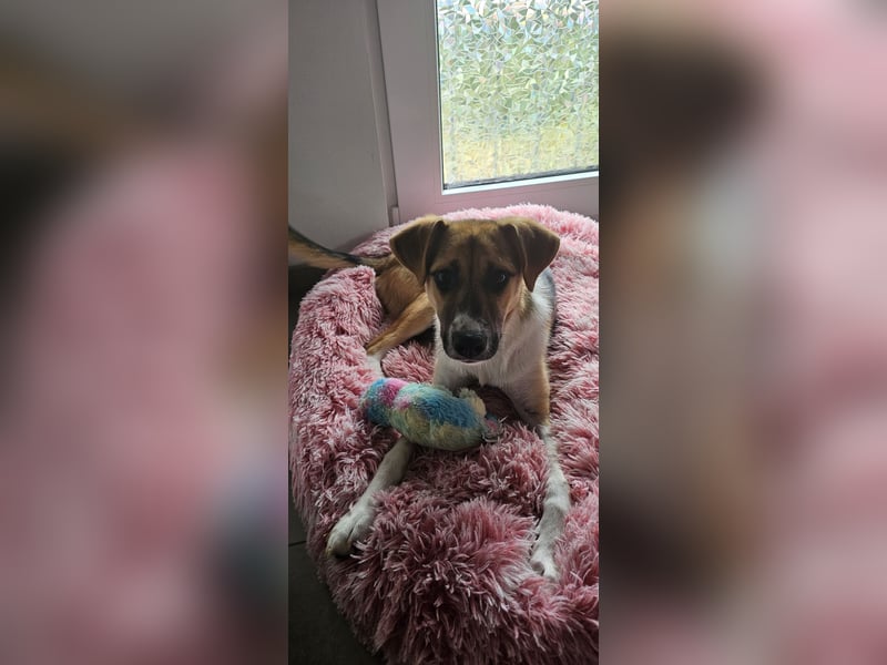 Bonnie - kinderlieber Familienhund