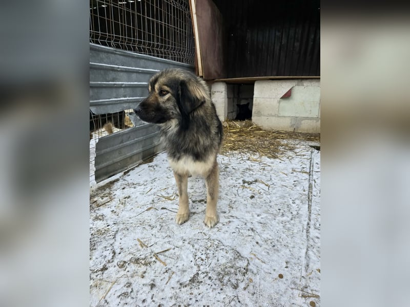 Sweety -  für erfahrene Hundeliebhaber