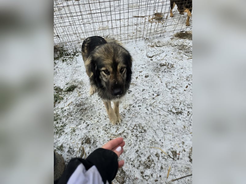 Sweety -  für erfahrene Hundeliebhaber