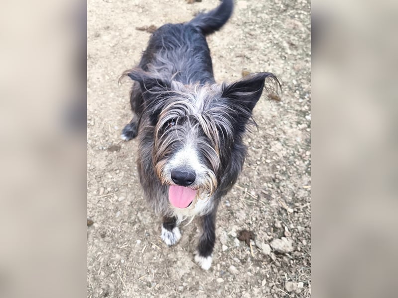 Fluffy gibt sich auf