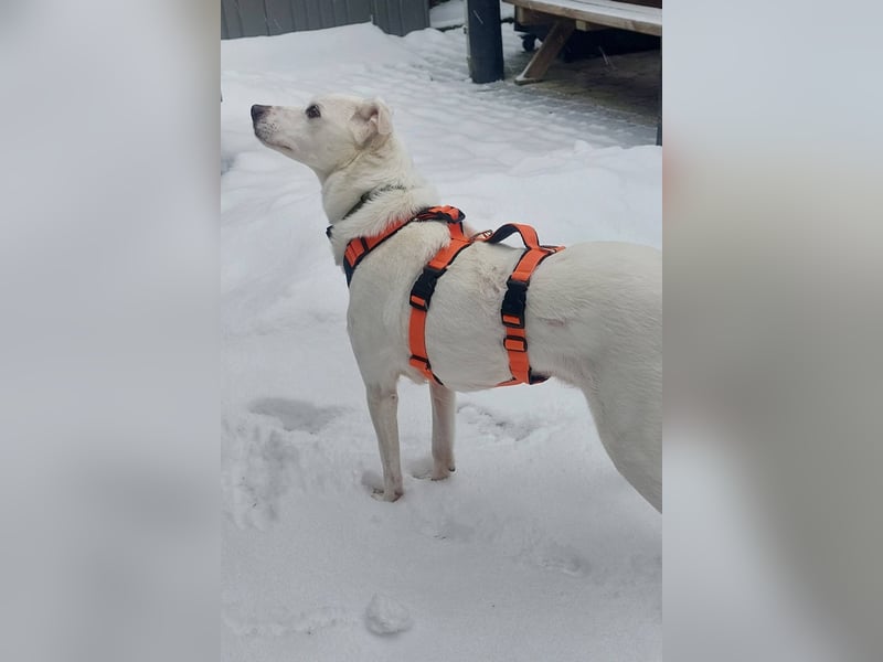 Frieda - fröhlich und unkompliziert