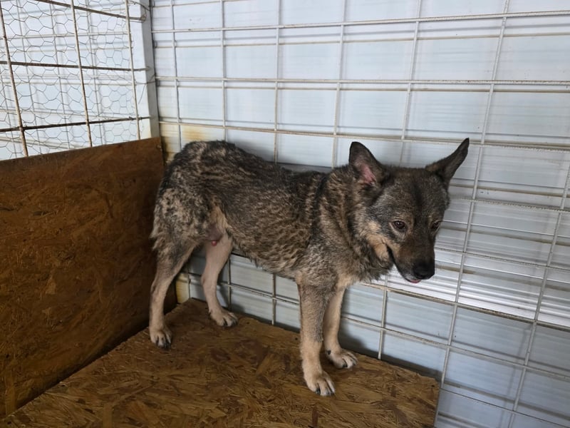 Emilio - Überlebender aus Cornetu