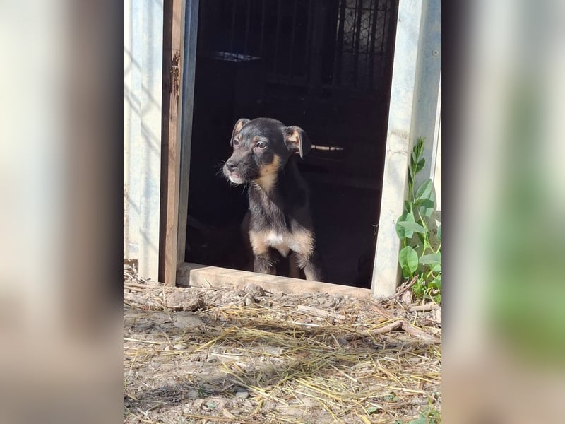 Tom und Jerry - Zuhause gesucht