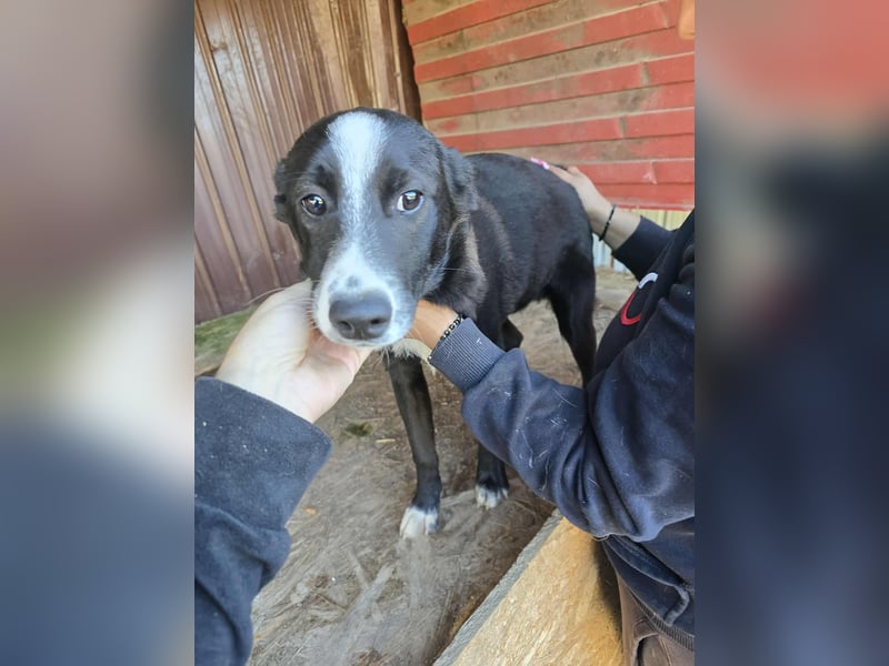 Maylo - wurde ausgesetzt