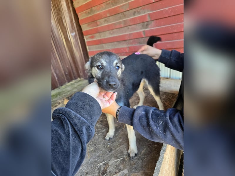 Luna  - im Wald ausgesetzt