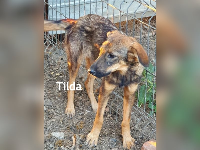 Tilda - kennt nur das Leben auf wenigen Quadratmetern