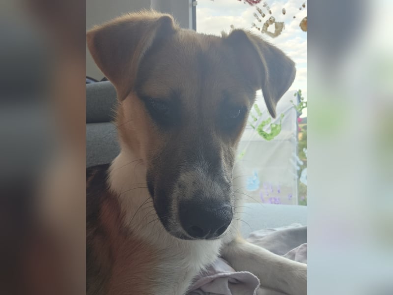 Bonnie - kinderlieber Familienhund